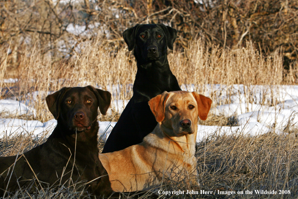 Multi-colored labrador retrievers