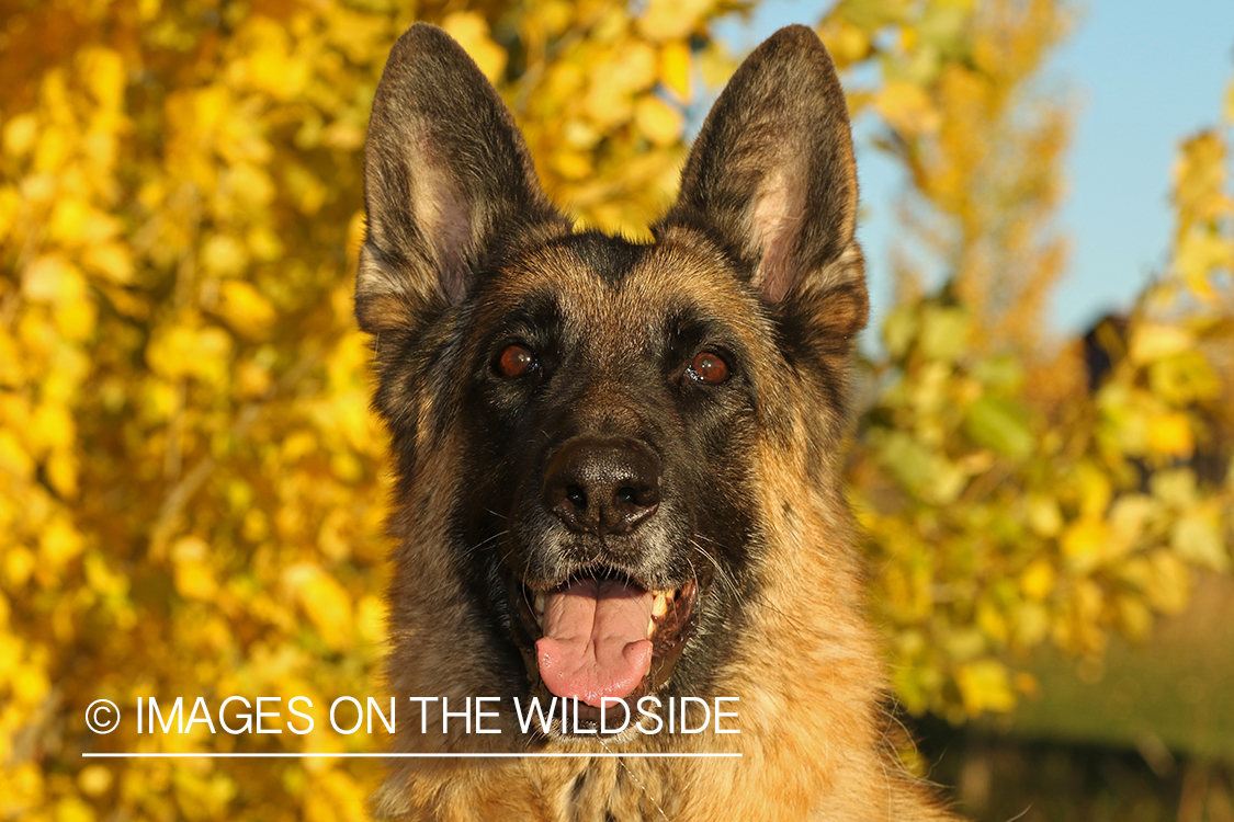 German Shepherd in front of fall tree.