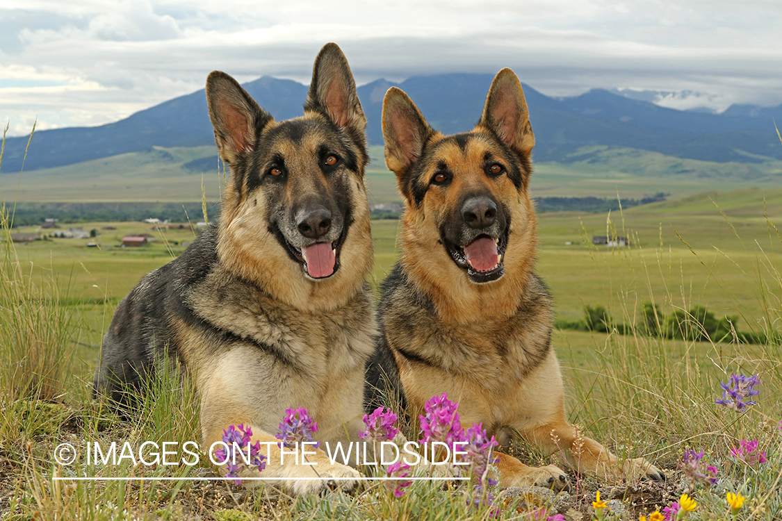 German Shepherds. 