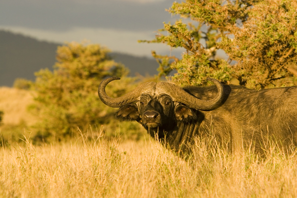 African Cape Buffalo