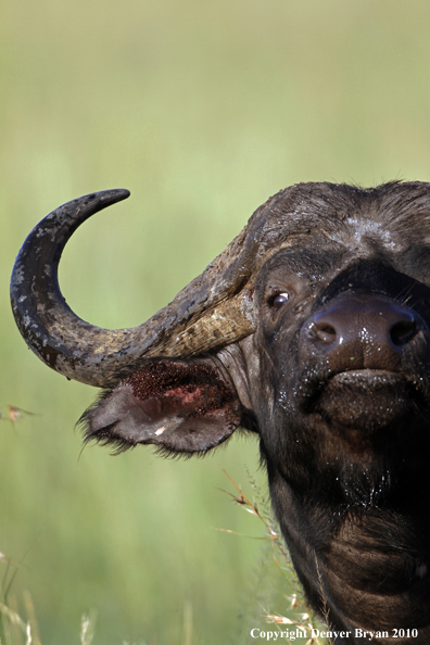 Cape buffalo bull.