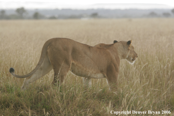 African lioness