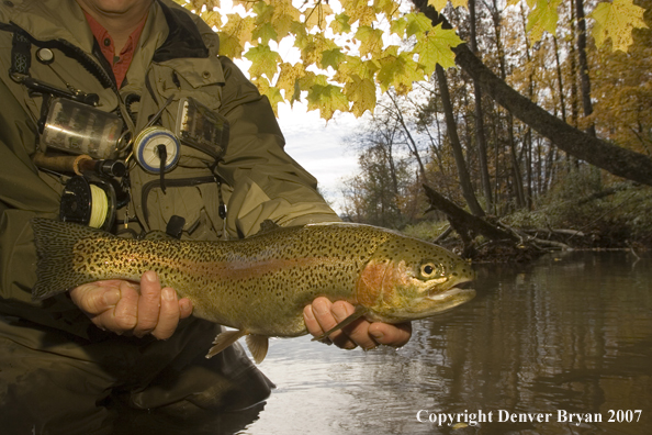 Fisherman releasing rainbow trout