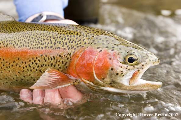 Rainbow trout