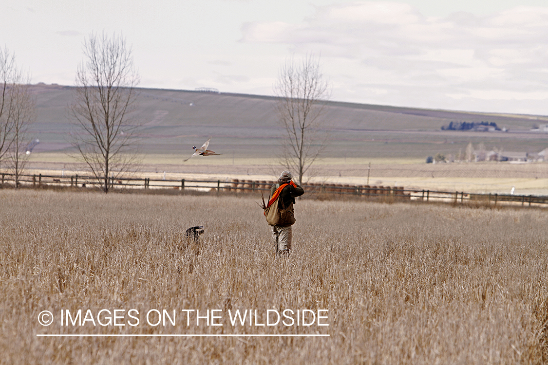 Pheasant hunter shooting at flushed game. 